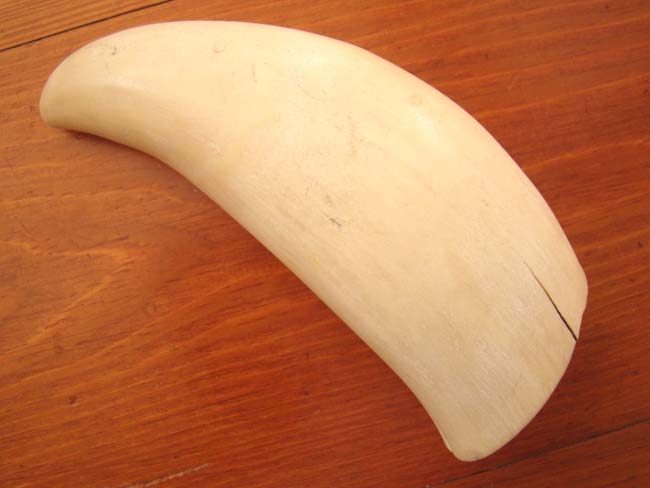 A large 7" whale's tooth weighing approximately 1.3 pounds — image 2